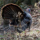 Image for article titled The 10 Most Surprising Origins of the Animals You Eat